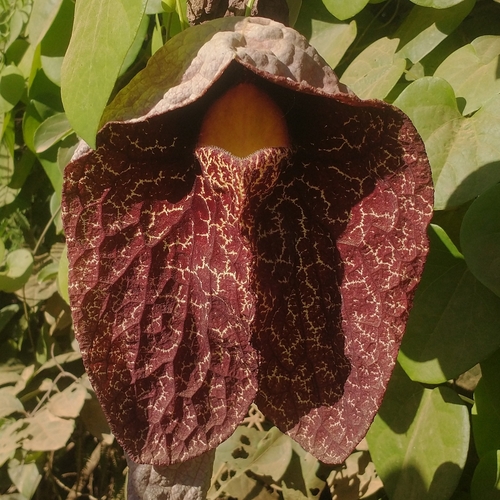 Brazilian Dutchman's Pipe