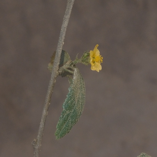 Sidastrum multiflorum