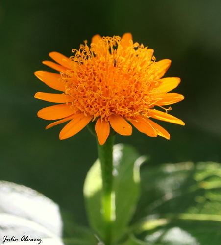 Lasianthaea