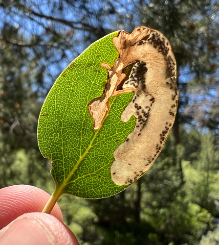 iNaturalist observation photo of Butterflies and Moths