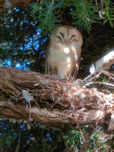 View observation of {o.common_name} on iNaturalist