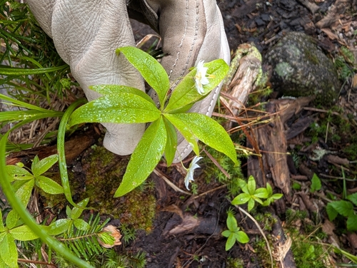 Lysimachia borealis iNaturalist observation