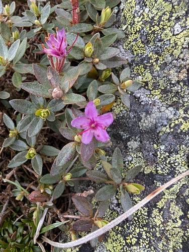 Rhododendron lapponicum iNaturalist observation