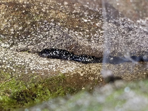 Cumberland Plateau Salamander