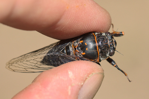 iNaturalist observation photo of Okanagana