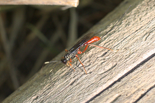 iNaturalist observation photo of Ichneumonid Wasps