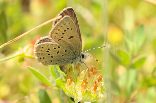iNaturalist observation photo of Greenish Blue