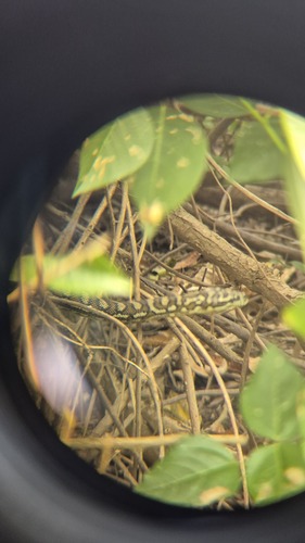 Coastal Carpet Python sighting