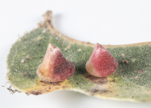 iNaturalist observation photo of Red Cone Gall Wasp