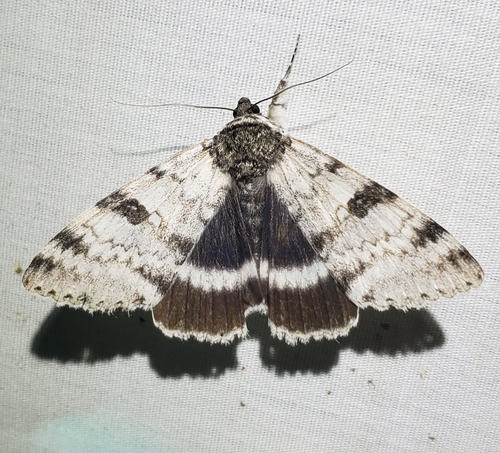 White Underwing