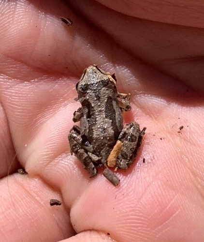 iNaturalist observation photo of Pacific chorus frog