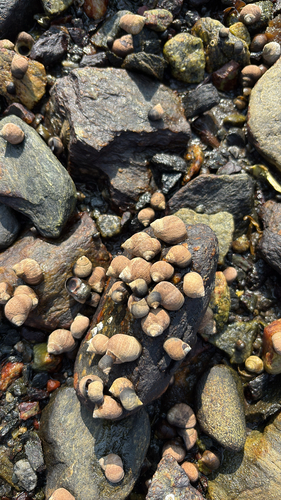 Littorina littorea