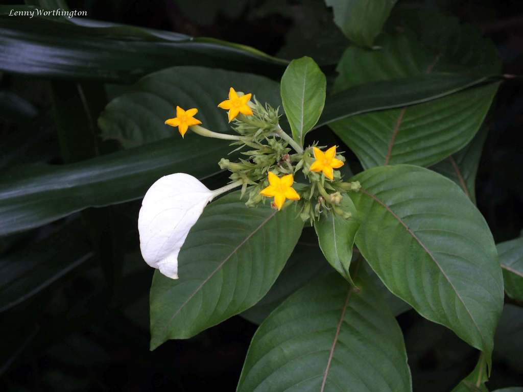 Mussaenda sanderiana (Mussaenda sanderiana)
