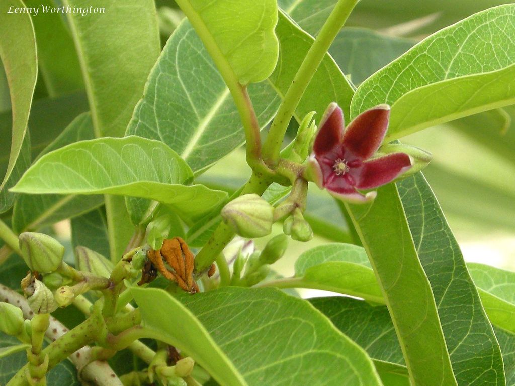 Zygostelma benthamii (Zygostelma benthamii)
