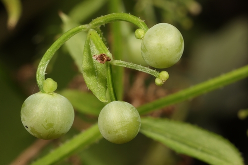 Galium pisiferum