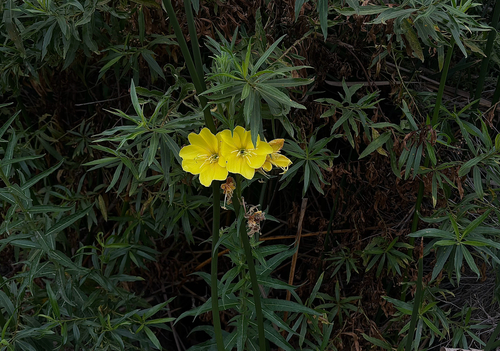iNaturalist observation photo of tall evening primrose