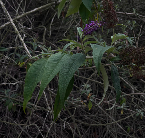 iNaturalist observation photo of Butterfly bush