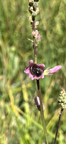 iNaturalist observation photo of Bees