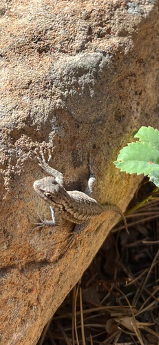 iNaturalist observation photo of Western Fence Lizard