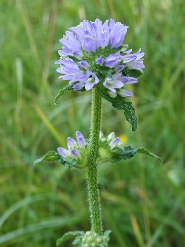 Bristly Bellflower