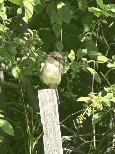 Eastern Phoebe