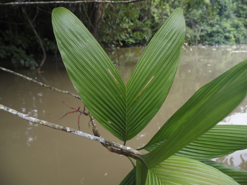 Laxiflorous Shadowpalm (Geonoma laxiflora)