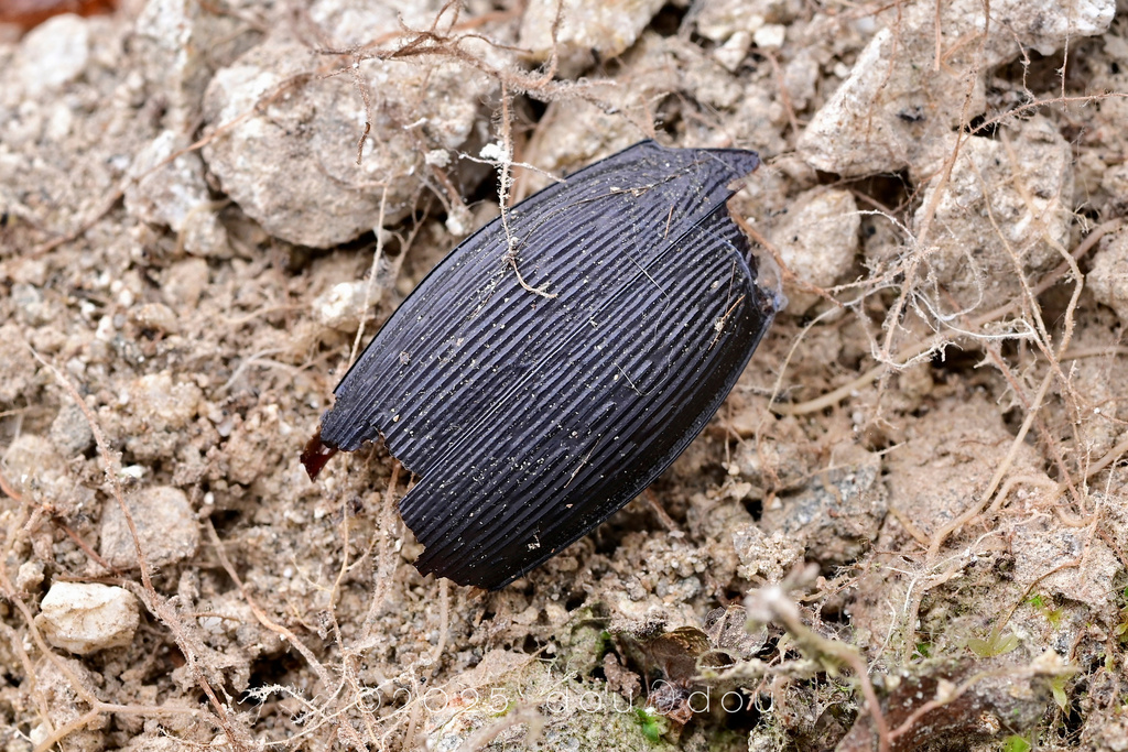 Apotomopterus from 中国云南省德宏傣族景颇族自治州芒市 on January 24, 2025 at 11:42 PM by ...
