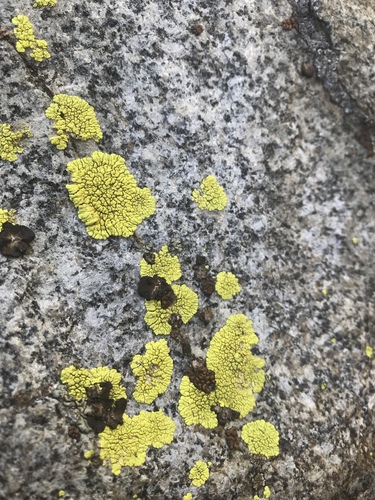 gold cobblestone lichen