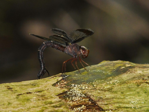 Tetracanthagyna brunnea