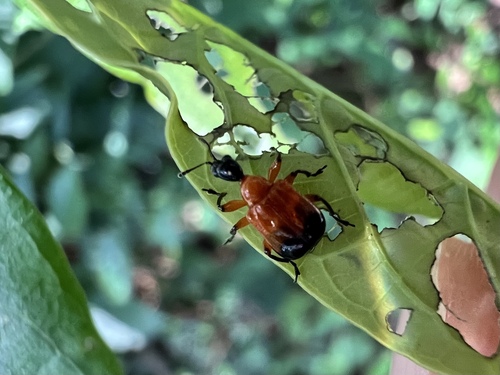 Compsapoderus minimus
