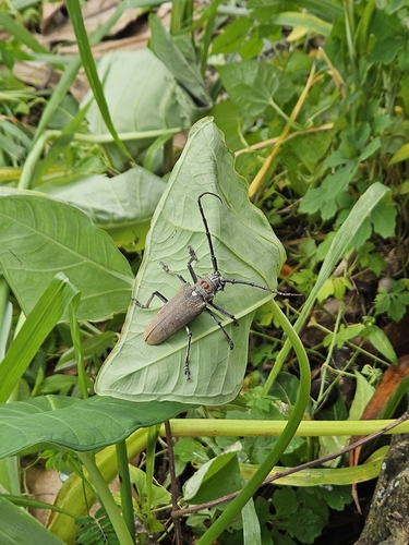 Mango Stem Borer