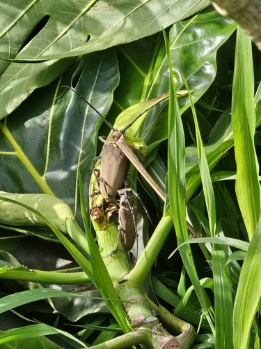 Mango Stem Borer