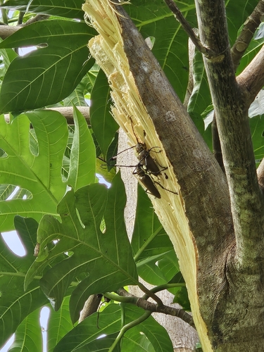 Mango Stem Borer