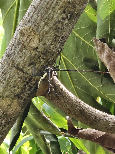 Mango Stem Borer