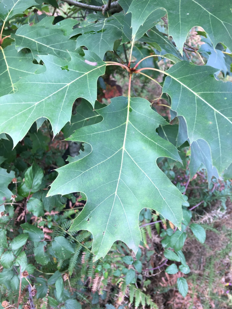 Quercus rubra