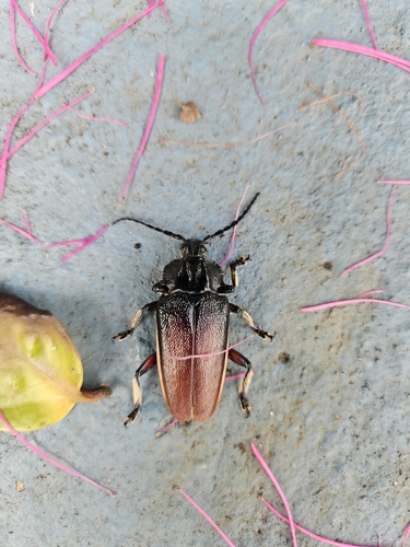 Solenoptera bilineata