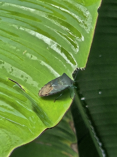 Piezosternum subulatum