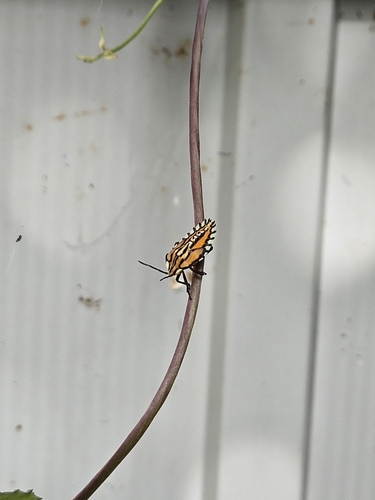 Piezosternum subulatum