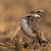 White-browed Bushchat - Photo (c) Vipul Ramanuj, all rights reserved, uploaded by Vipul Ramanuj