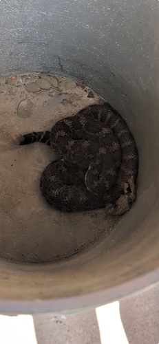 iNaturalist observation photo of Northern Pacific Rattlesnake