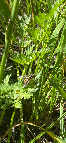 iNaturalist observation photo of Meadow Flies