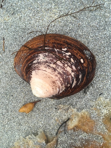 Ocean Quahog