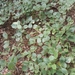 Dioclea multiflora - Photo (c) Eric Hunt, όλα τα δικαιώματα διατηρούνται, uploaded by Eric Hunt