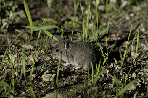 greater long-tailed hamster