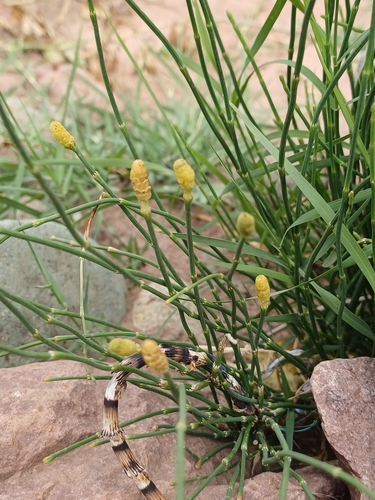 Branched Horsetail