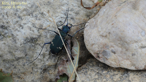 Cicindela sachalinensis