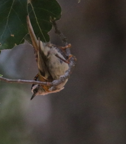 Common Firecrest
