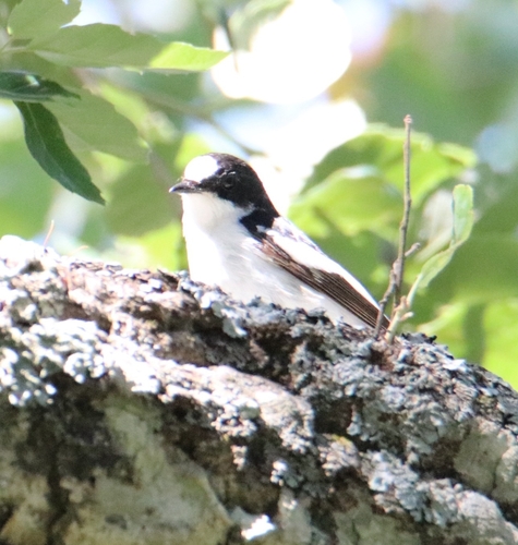 Atlas Flycatcher