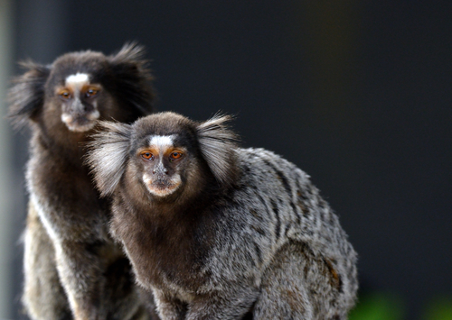 Common × Black-tufted-ear Marmoset
