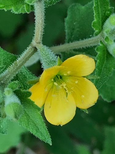Mentzelia texana